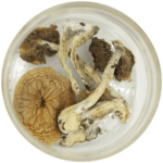 African Cubensis (Panaeolus africanus) | Shrooms Near Me Canada