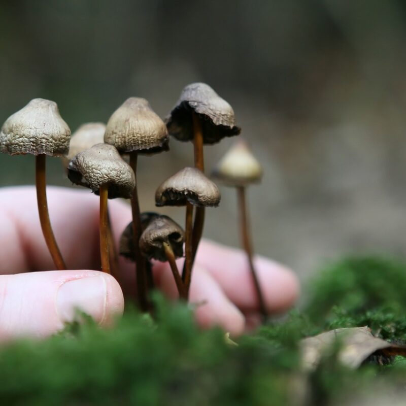 Guide to Magic Mushrooms | Shrooms Near Me Canada