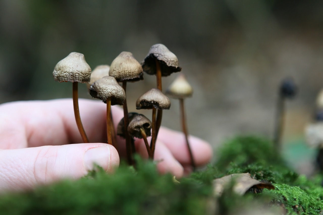 The Underground Network of Growing Magic Mushrooms