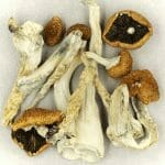 Creeper | Shrooms Near Me Canada