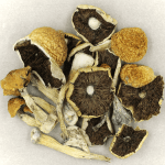 Penis Envy Cubensis | Shrooms Near Me Canada