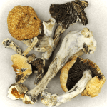 Thai Elephant | Shrooms Near Me Canada