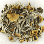 Daddy Long Legs | Shrooms Near Me Canada