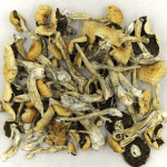 Puerto Rican | Shrooms Near Me Canada