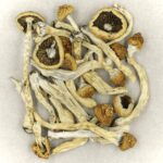 Texas Yellow Cap | Shrooms Near Me Canada