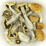 Vietnamese | Shrooms Near Me Canada
