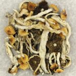Cuban | Shrooms Near Me Canada