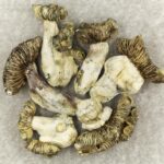 White Burma | Shrooms Near Me Canada