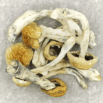Chitwan Nepal | Shrooms Near Me Canada