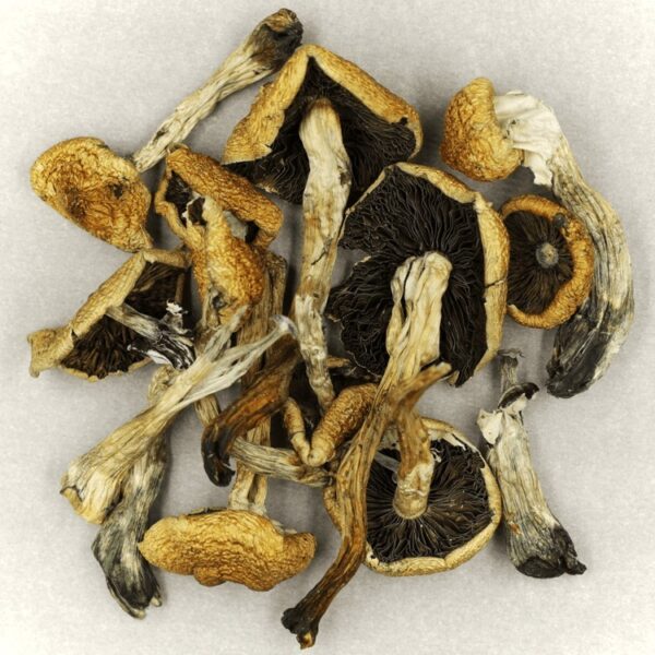 Malabar | Shrooms Near Me Canada