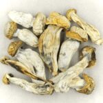 Melmac | Shrooms Near Me Canada