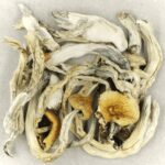 Treasure Coast | Shrooms Near Me Canada