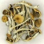 Mexicana | Shrooms Near Me Canada