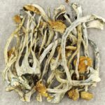 Amazonian Cubensis | Shrooms Near Me Canada