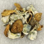 King Kong | Shrooms Near Me Canada