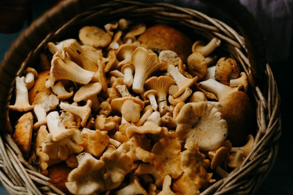 How to Store Shrooms Properly Buy shrooms online Shrooms Near Me Canada