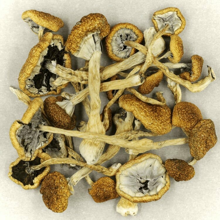 Affordable Mush Cambodian Mush Cambodian at Shrooms Near Me Canada