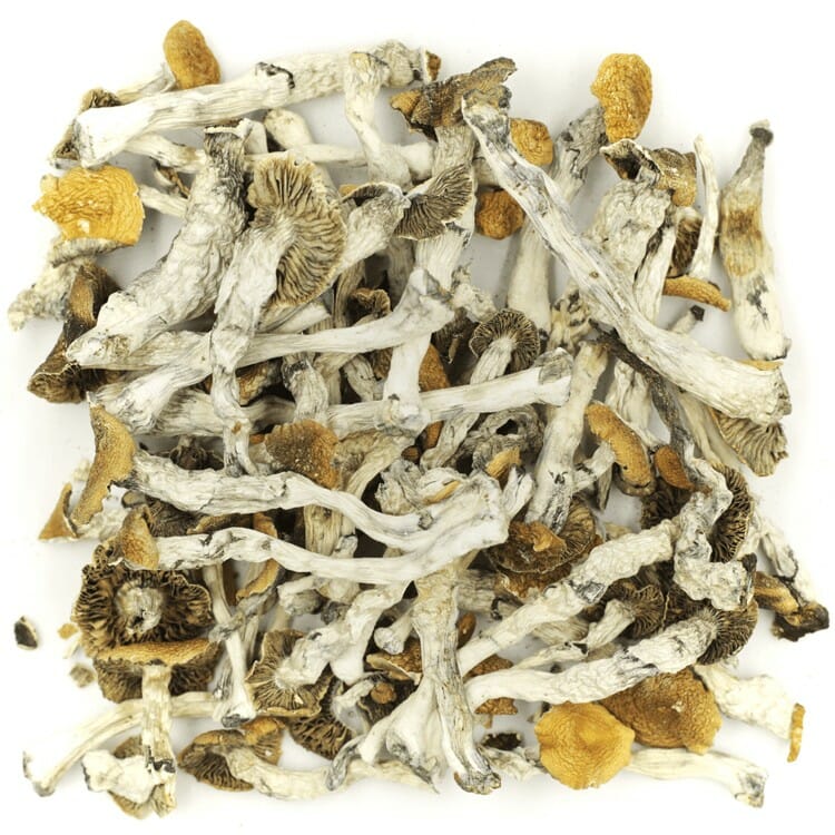 What are the Best Shrooms Online? Mush Golden Teacher at Shrooms Near Me Canada