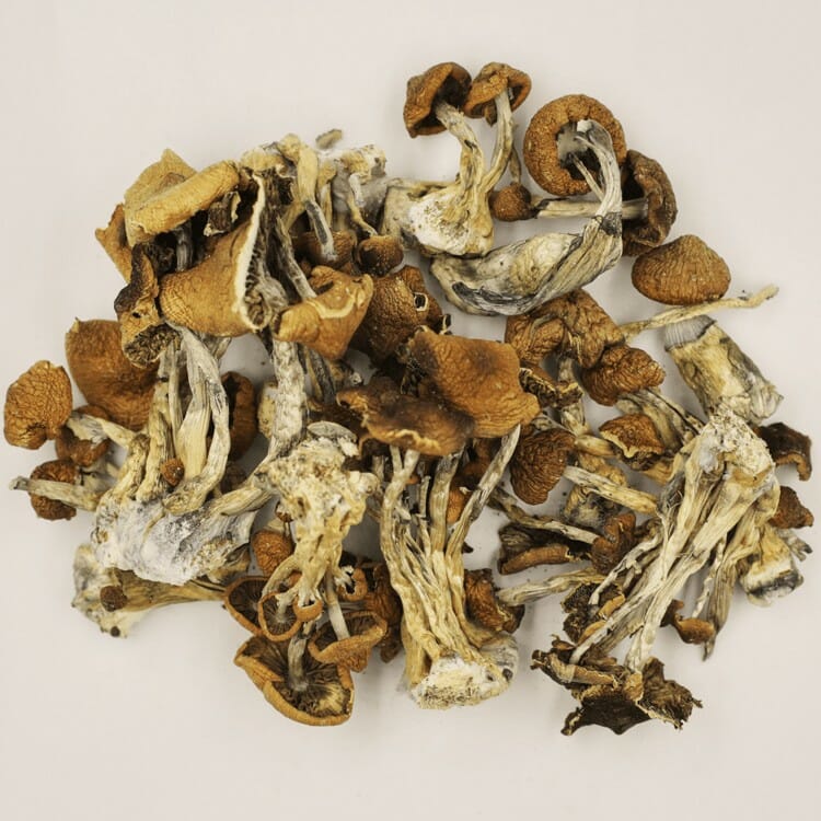 A New Trend In Wellness Is Psilocybe Cubensis And Microdosing Psilocybe Cubensis at Shrooms Near Me Canada