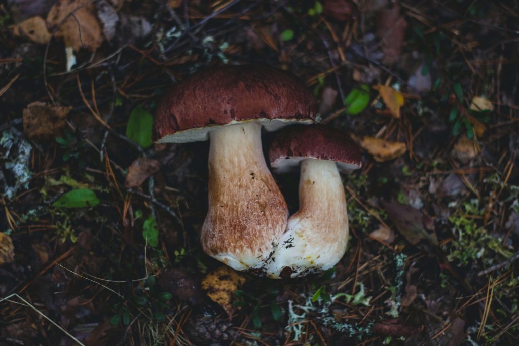Looking for High-Quality Magic Mushrooms? Choose Shrooms Near Me Canada Amazonian Cubensis at Shrooms Near Me Canada