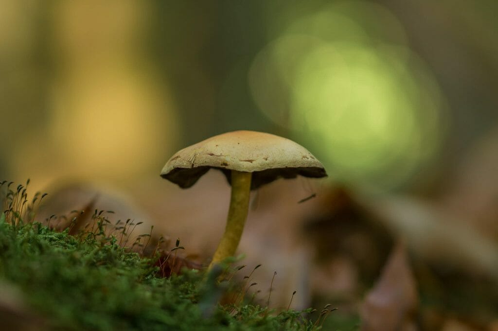 Sourcing High-Quality Magic Mushrooms psilocybe cubensis at Shrooms Near Me Canada