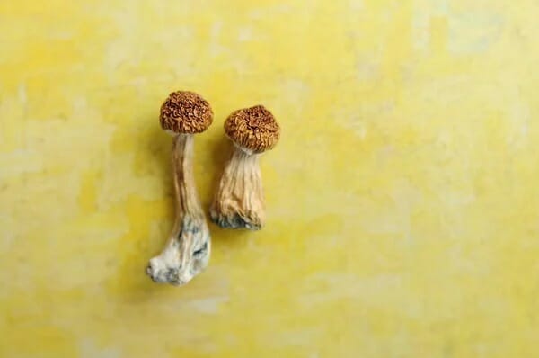 Lemon Tek at Zoomies Canada | Shrooms Near Me Canada