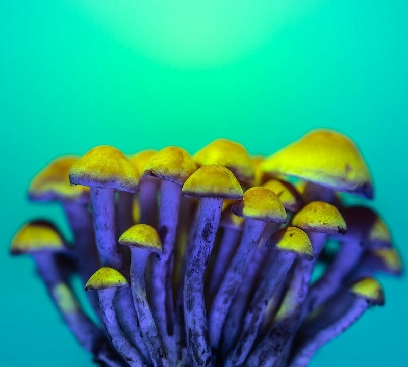LSD Edibles | Shrooms Near Me Canada