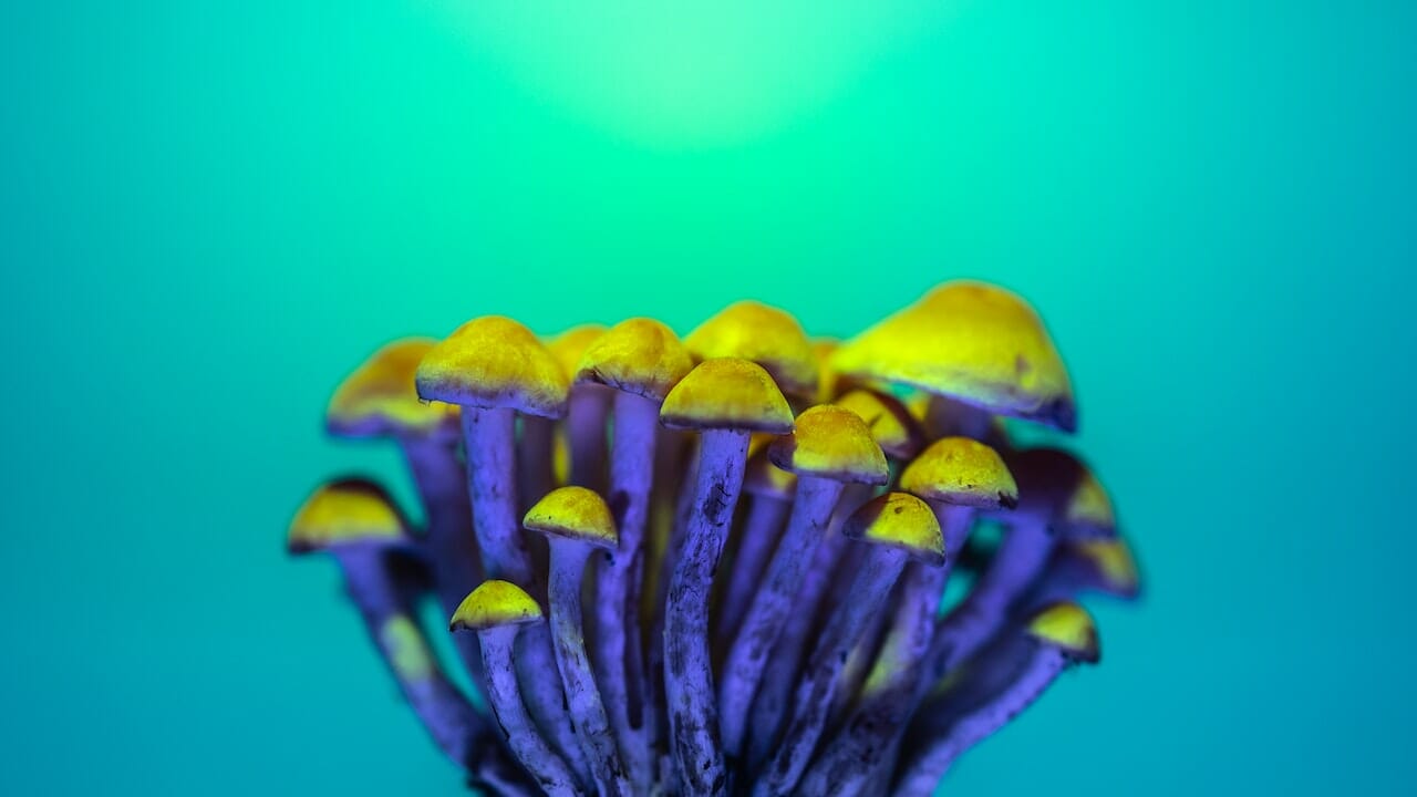 Exploring Psychedelic Cuisine: The Potency of LSD-Infused Edibles