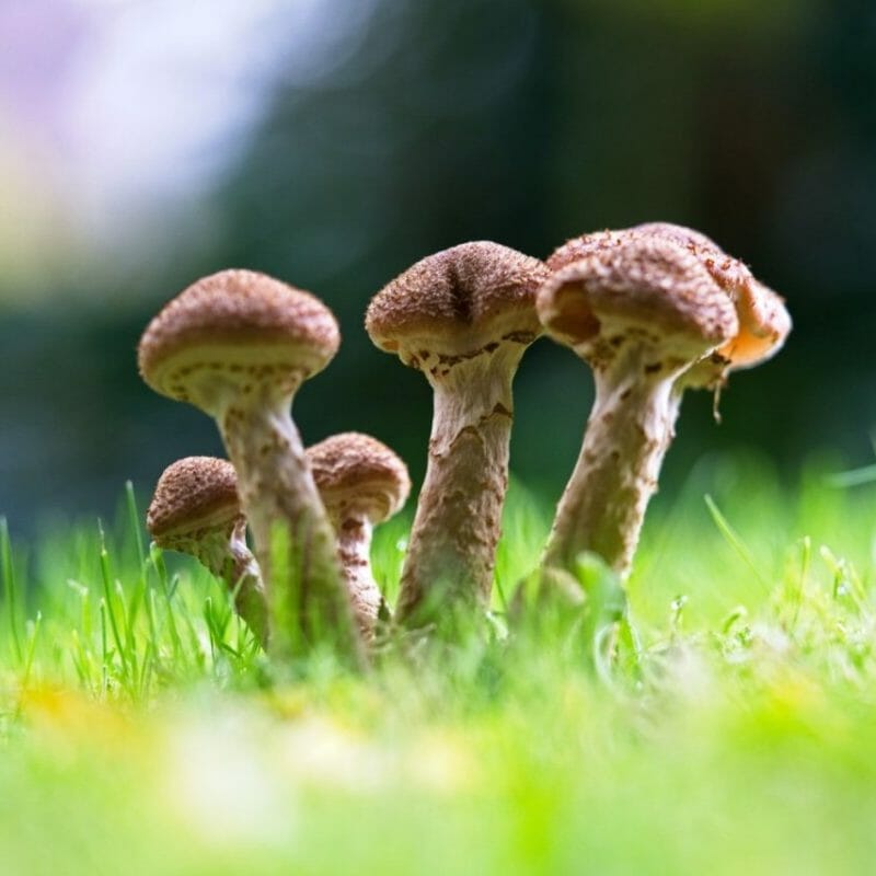 Mushroom Dispensary | Shrooms Near Me Canada