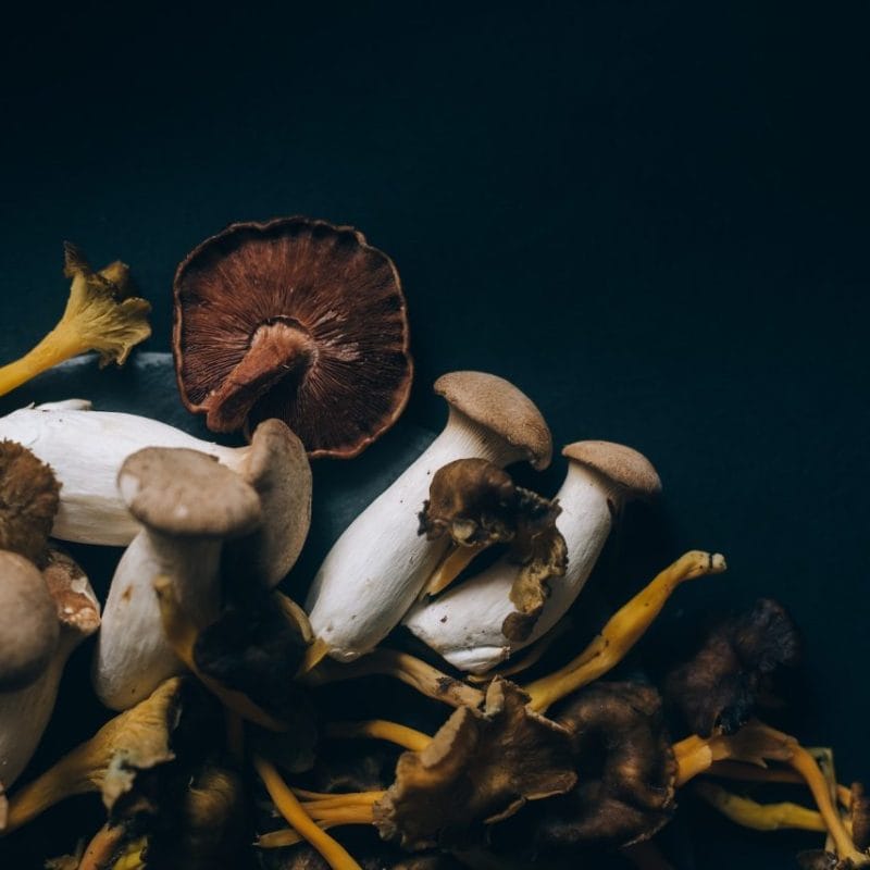 Dried Shrooms | Shrooms Near Me Canada