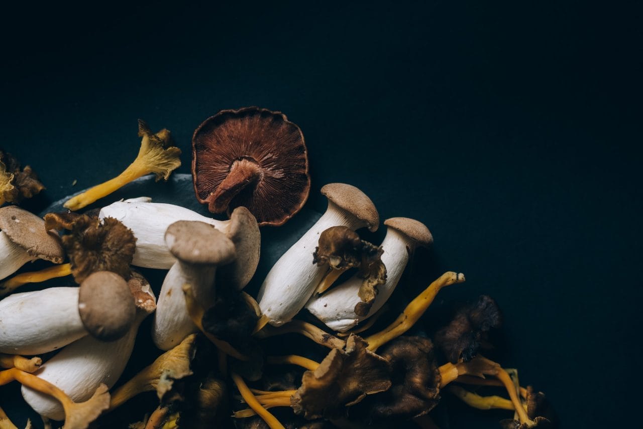 Studies Indicate that Dried Psychedelic Mushrooms Trigger a Sensation Similar to Lucid Dreaming