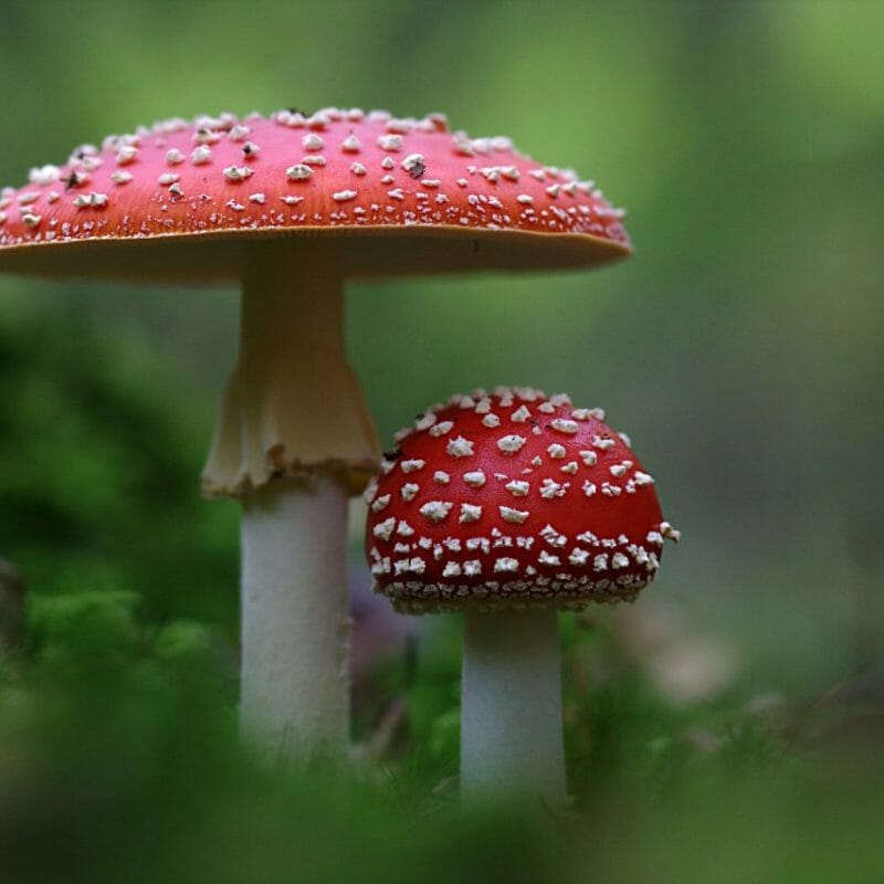 Magic Mushrooms Canada | Shrooms Near Me Canada