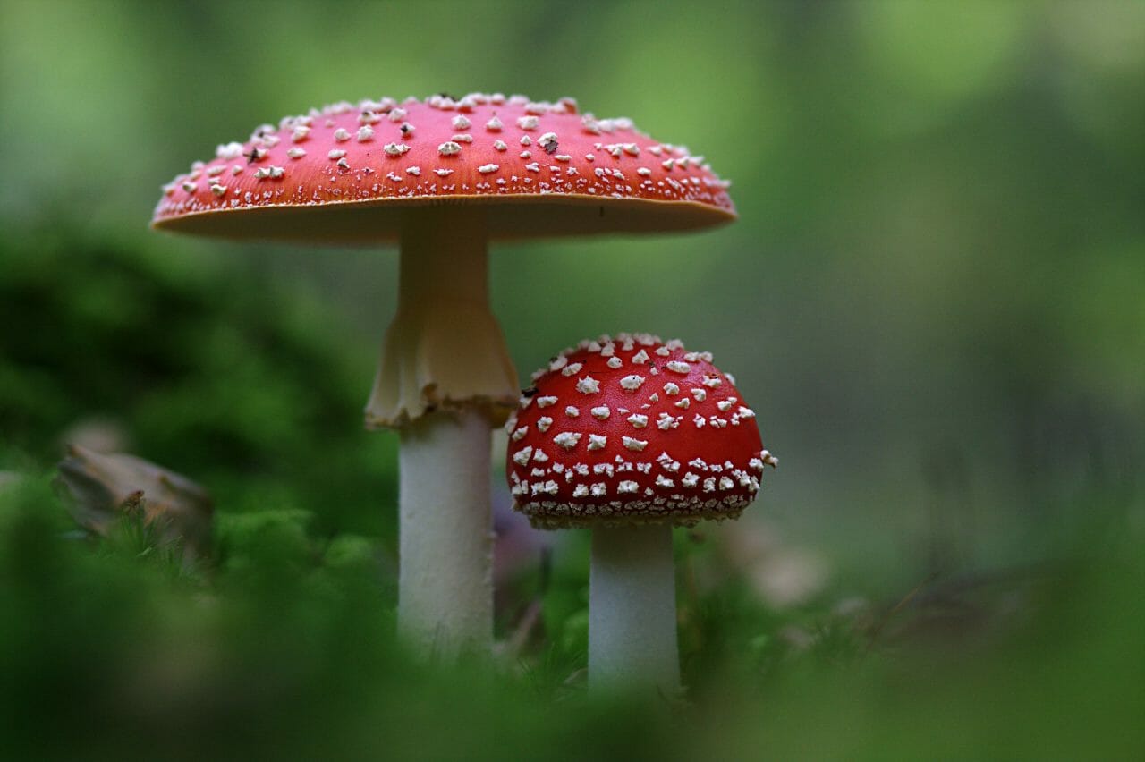 The Emergence of Magic Mushrooms in Canada: Premier Varieties to Experience