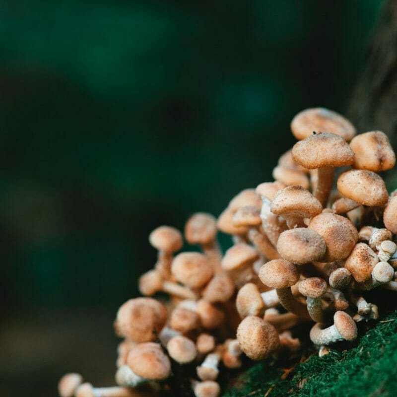 Mushroom Dispensary - Zoomies | Shrooms Near Me Canada