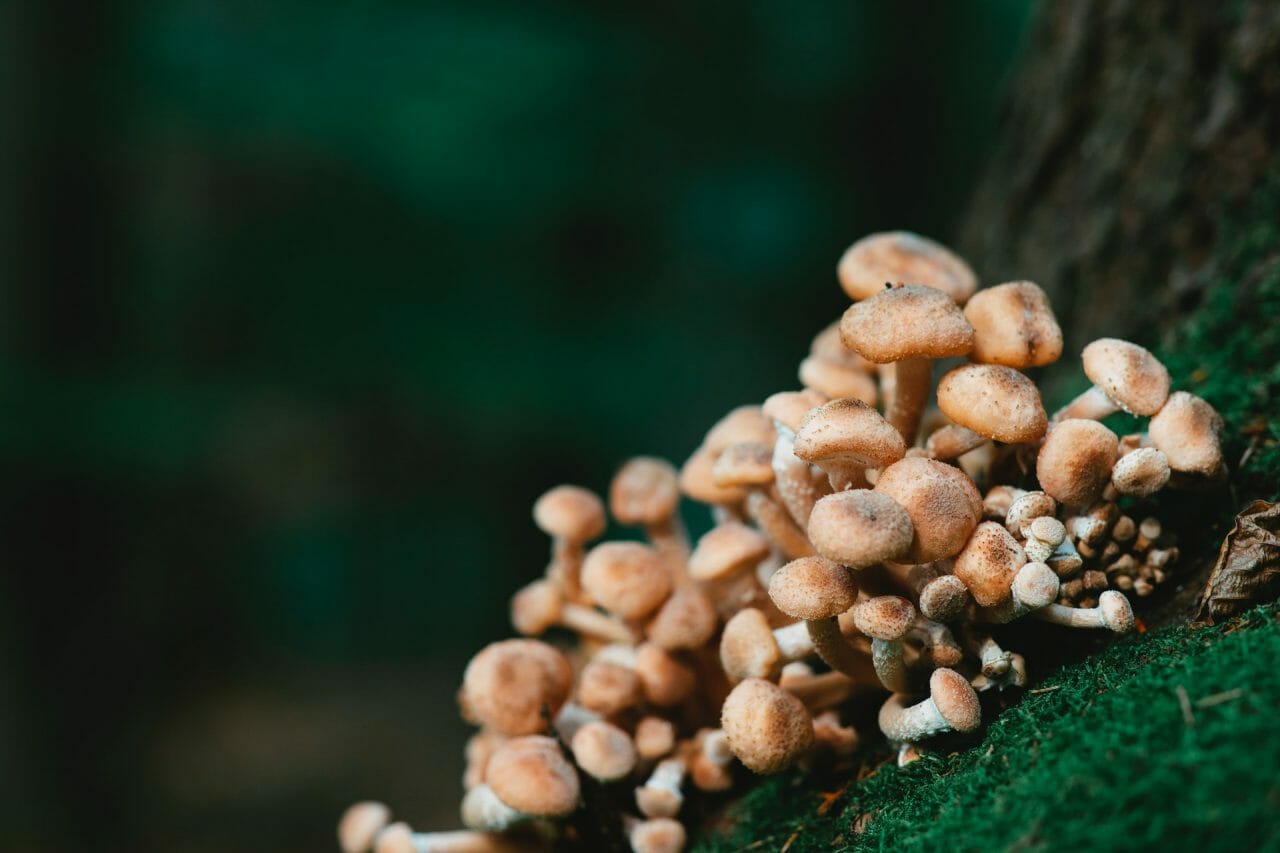 Offerings from Mushroom Dispensary for Depression Treatment