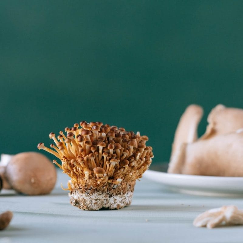 Buy Magic Mushroom | Shrooms Near Me Canada