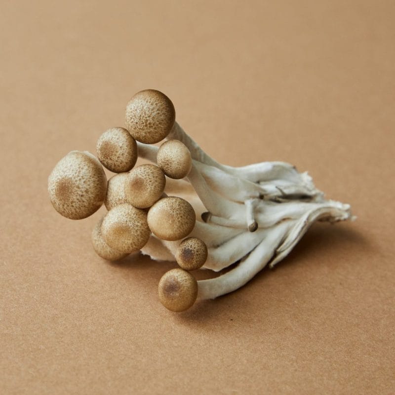 strongest mushroom strain | Shrooms Near Me Canada