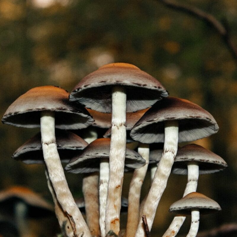 Microdose Mushrooms | Shrooms Near Me Canada
