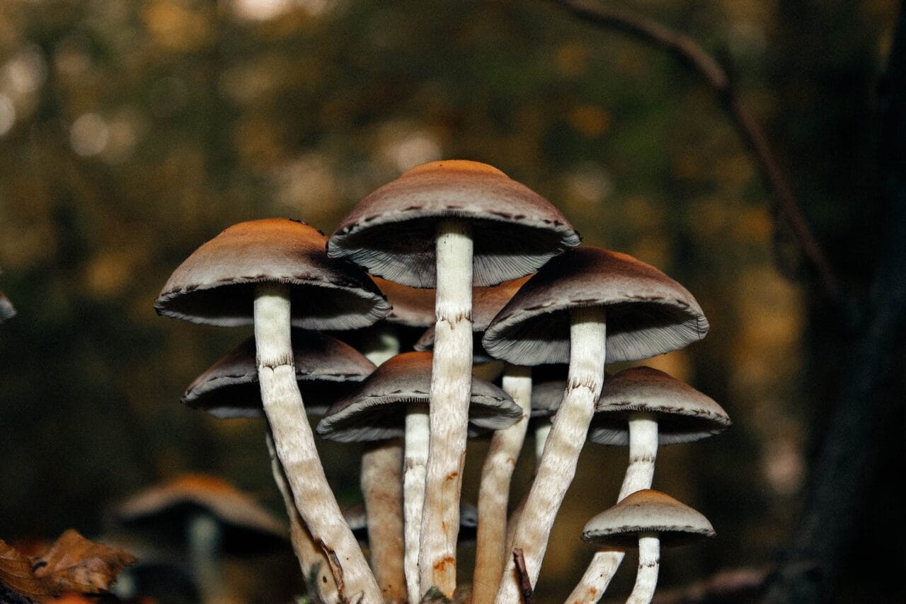 A Series of Cases on Utilizing Microdose Mushrooms for Alleviating Chronic Pain
