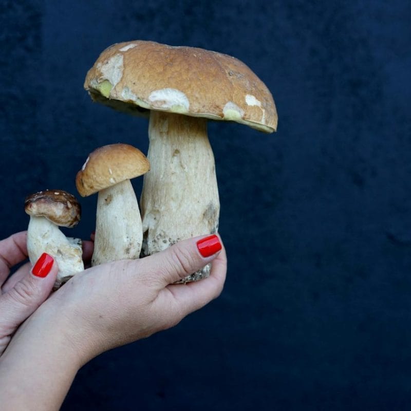 Shrooms Online | Shrooms Near Me Canada