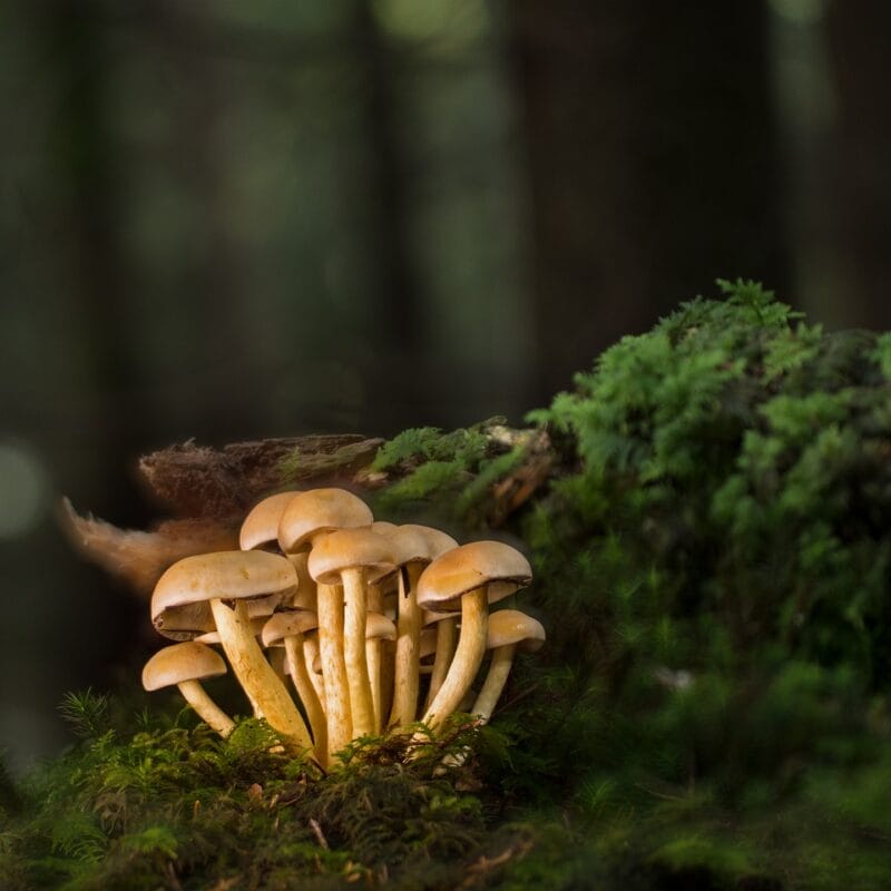 Buy Shrooms Online and Discover the Sweetest Shroom Options | Shrooms Near Me Canada