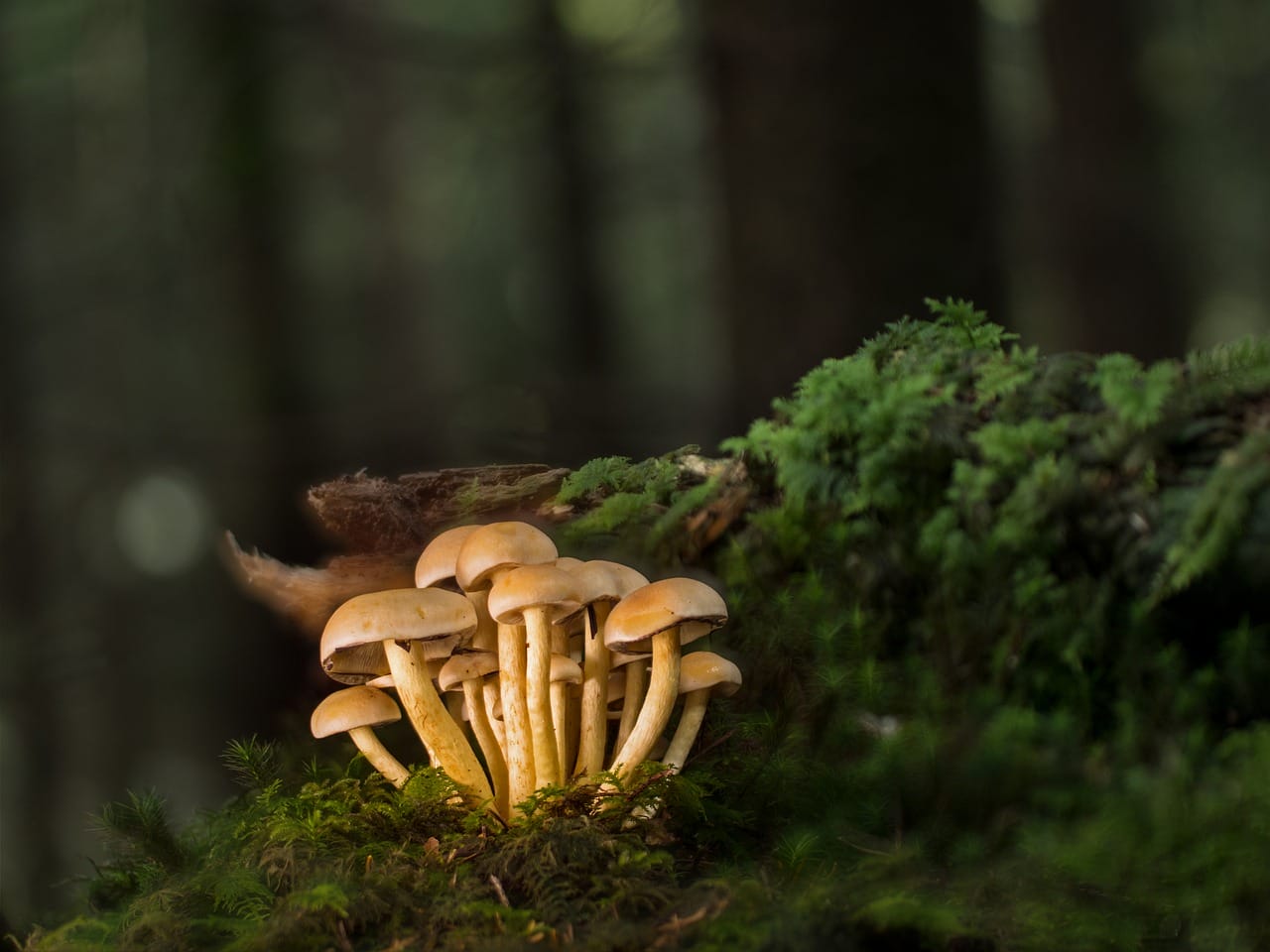 Purchase Mushrooms Online and Explore the Best Mushroom Selections