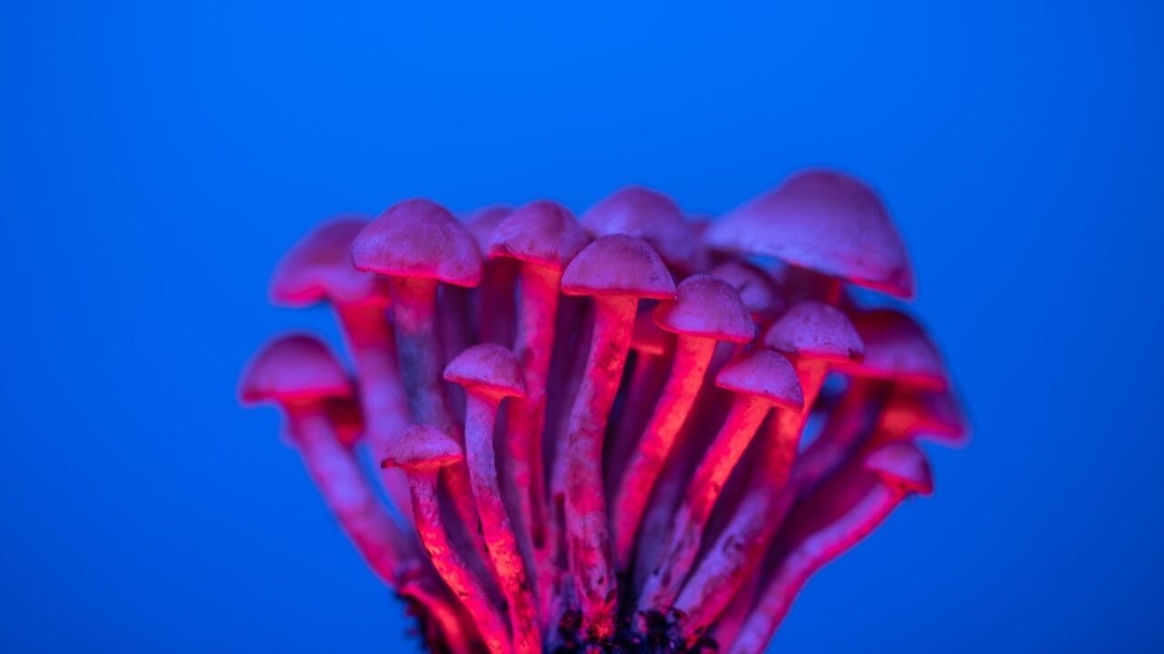 Delivery of Shrooms for Boosting Brain Function: Delving into the Advantages of Nootropics