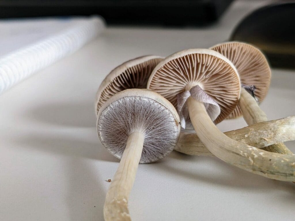 Magic Mushrooms at Shrooms Near Me Canada