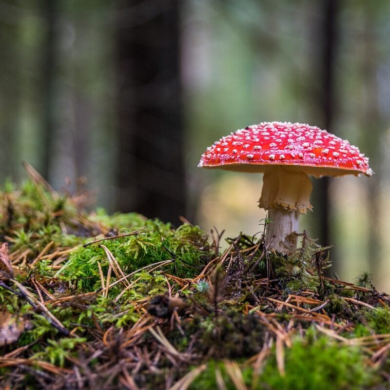 Shrooms Online in Canada | Shrooms Near Me Canada