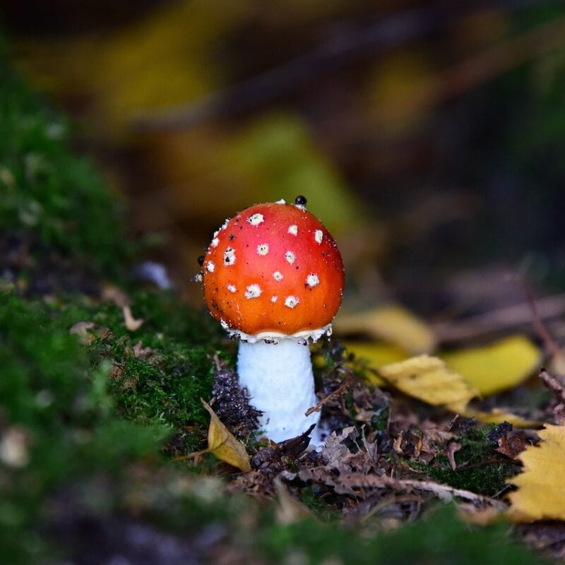 buy LSD online in Canada | Shrooms Near Me Canada