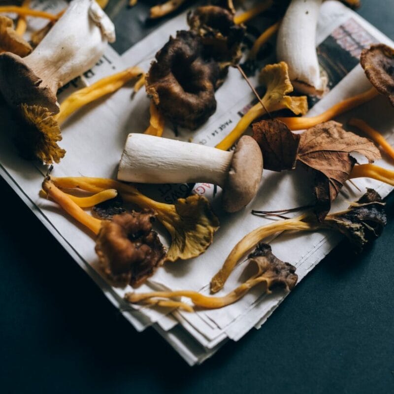 Mushroom chocolate at Zoomies Canada | Shrooms Near Me Canada