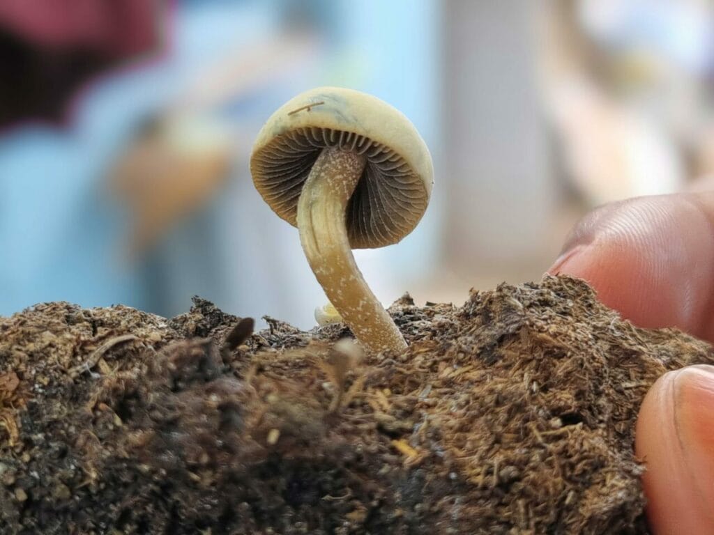 Athletes Utilize Psychedelics for Healing After Severe Injuries Magic Mushroom Dispensary