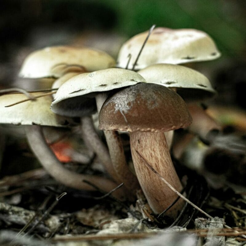 psilocybin mushroom | Shrooms Near Me Canada