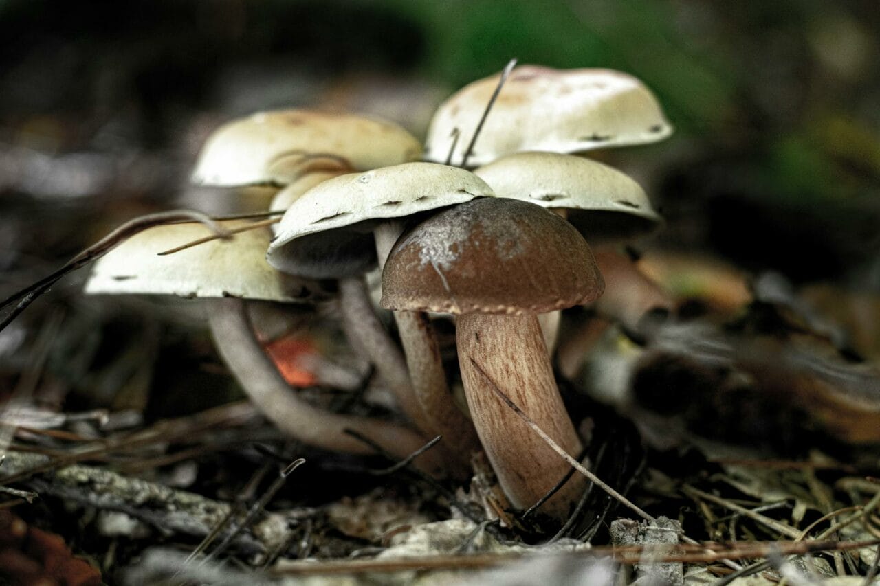 Choosing Between Brazilian and Costa Rican Magic Mushrooms: Which One is Superior?
